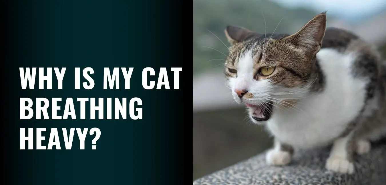 Cat Breathing Heavy