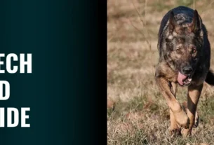 Czech GSD Guide - Traits, Training, and Why They Are Unique