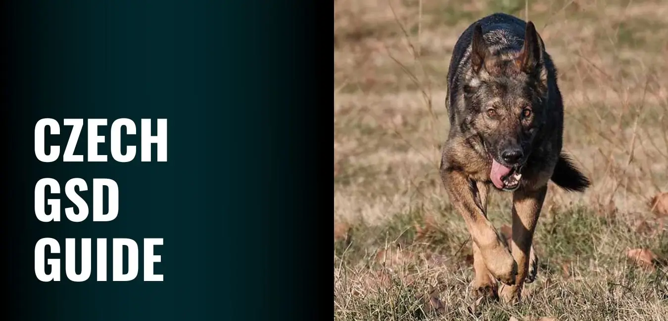 Czech GSD Guide - Traits, Training, and Why They Are Unique