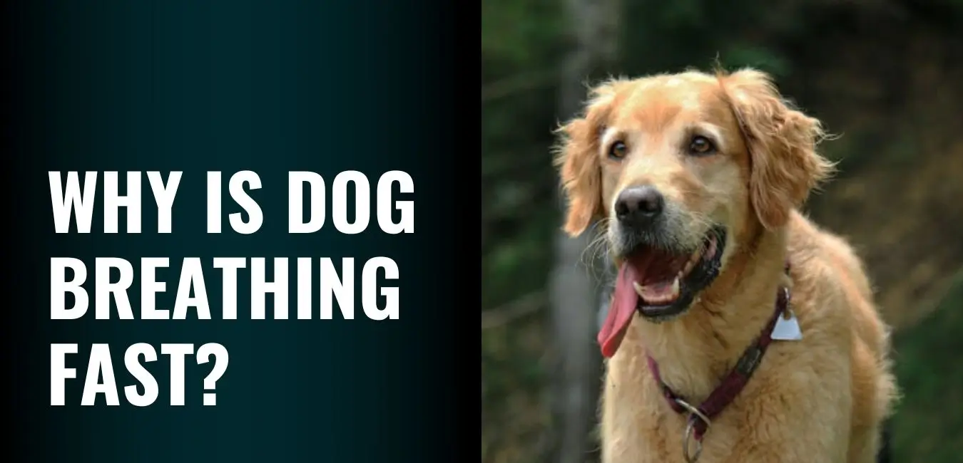 Why Is My Dog Breathing Fast? Causes, Symptoms, and Vet Care