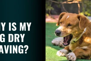 Dog Dry Heaving