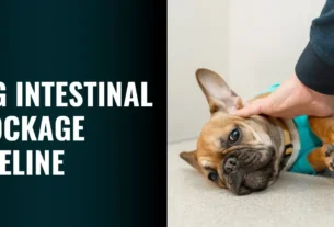 Dog Intestinal Blockage Timeline - Signs and Surgery