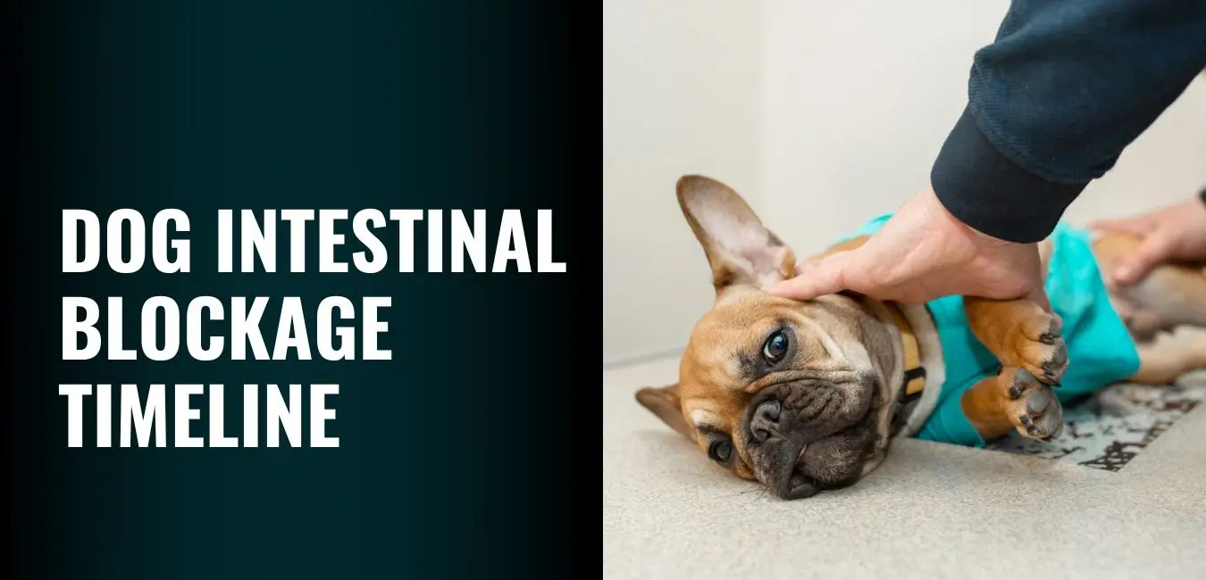 Dog Intestinal Blockage Timeline - Signs and Surgery