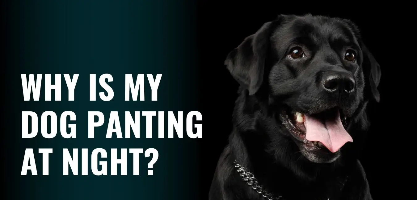Dog Panting at Night - Reasons & How to Stop