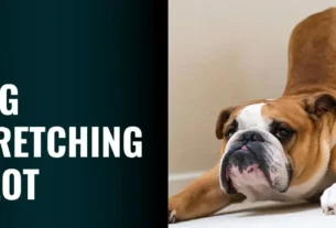 Dog Stretching a Lot - Is it Normal or a Health Concern?