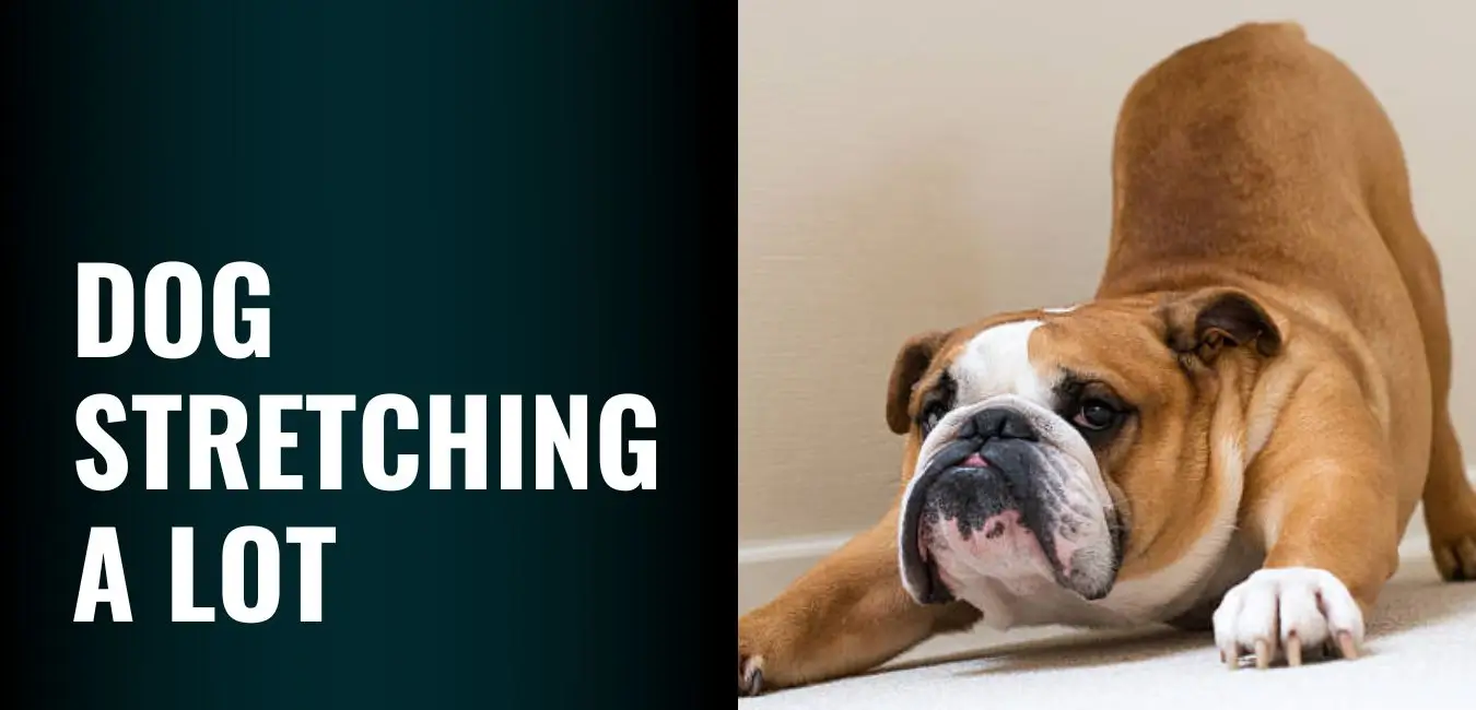 Dog Stretching a Lot - Is it Normal or a Health Concern?