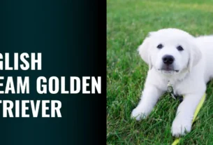 English Cream Golden Retriever - Traits, Care & Complete Buying Guide (2025)