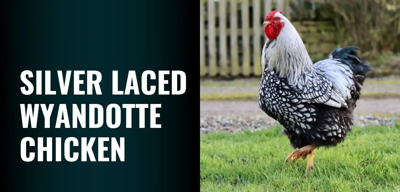 Silver Laced Wyandotte Chicken - Complete Care, Egg Production & Temperament Guide for Backyard Keepers