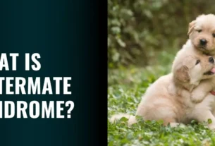 What is Littermate Syndrome in Dogs - Signs, Risks & Best Practices for Raising Siblings