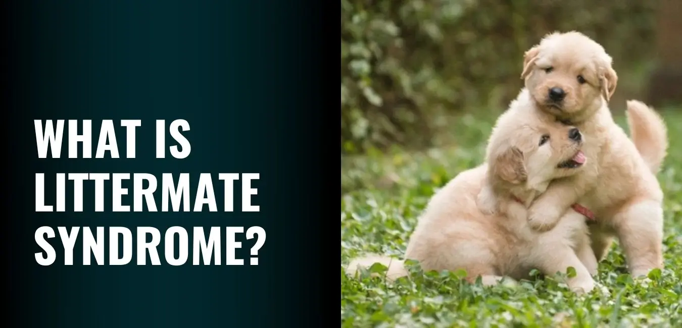 What is Littermate Syndrome in Dogs - Signs, Risks & Best Practices for Raising Siblings