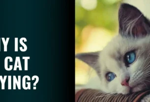Why Is My Cat Crying? Causes, Meanings & How to Help Your Feline Friend